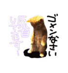 アメショー親子（個別スタンプ：5）
