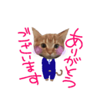 アメショー親子（個別スタンプ：7）