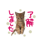 アメショー親子（個別スタンプ：8）