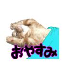 アメショー親子（個別スタンプ：11）