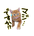アメショー親子（個別スタンプ：12）