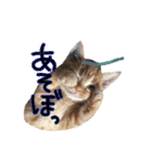 アメショー親子（個別スタンプ：13）