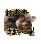 アメショー親子（個別スタンプ：14）