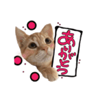 アメショー親子（個別スタンプ：15）