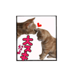アメショー親子（個別スタンプ：16）