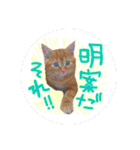 アメショー親子（個別スタンプ：20）