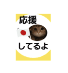 アメショー親子（個別スタンプ：21）