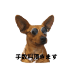 チワピン クラさん（個別スタンプ：3）