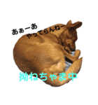 チワピン クラさん（個別スタンプ：10）