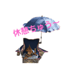 チワピン クラさん（個別スタンプ：13）