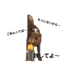 チワピン クラさん（個別スタンプ：15）
