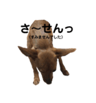 チワピン クラさん（個別スタンプ：16）
