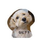 MOCOくん（個別スタンプ：2）