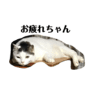 やんちゃ子猫オレオと兄貴猫ロンのスタンプ（個別スタンプ：5）