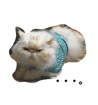 やんちゃ子猫オレオと兄貴猫ロンのスタンプ（個別スタンプ：11）