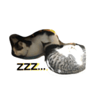 やんちゃ子猫オレオと兄貴猫ロンのスタンプ（個別スタンプ：12）