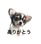 我が家のチワワのルナちゃん（個別スタンプ：4）