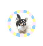 我が家のチワワのルナちゃん（個別スタンプ：8）