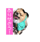 溺愛ペットまめ（個別スタンプ：1）