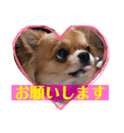 溺愛ペットまめ（個別スタンプ：3）