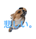 溺愛ペットまめ（個別スタンプ：12）