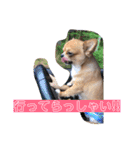 溺愛ペットまめ（個別スタンプ：13）