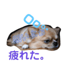 溺愛ペットまめ（個別スタンプ：14）