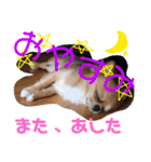 溺愛ペットまめ（個別スタンプ：15）