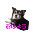 うちのゆかいな仲間たち 2（個別スタンプ：1）