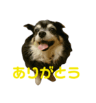 うちのゆかいな仲間たち 2（個別スタンプ：2）