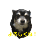 うちのゆかいな仲間たち 2（個別スタンプ：4）