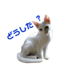 うちのゆかいな仲間たち 2（個別スタンプ：11）