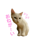 うちのゆかいな仲間たち 2（個別スタンプ：12）