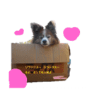 ぱぴよんさん2（個別スタンプ：6）
