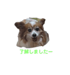 ぱぴよんさん2（個別スタンプ：9）