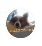 ぱぴよんさん2（個別スタンプ：21）