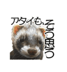フェレットほたてちゃんの毎日 第1弾（個別スタンプ：2）