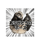 フェレットほたてちゃんの毎日 第1弾（個別スタンプ：3）