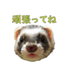 フェレットほたてちゃんの毎日 第1弾（個別スタンプ：7）