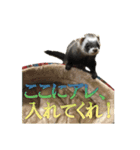 フェレットほたてちゃんの毎日 第1弾（個別スタンプ：8）