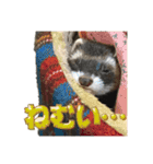 フェレットほたてちゃんの毎日 第1弾（個別スタンプ：10）