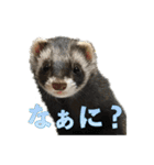 フェレットほたてちゃんの毎日 第1弾（個別スタンプ：14）