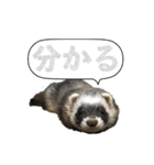 フェレットほたてちゃんの毎日 第1弾（個別スタンプ：15）