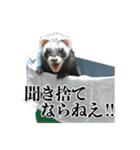 フェレットほたてちゃんの毎日 第1弾（個別スタンプ：16）