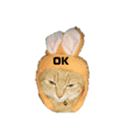 我が家の猫様②きぐるみ萌え（個別スタンプ：2）
