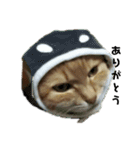 我が家の猫様②きぐるみ萌え（個別スタンプ：3）