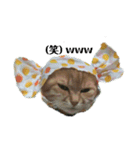 我が家の猫様②きぐるみ萌え（個別スタンプ：5）
