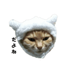 我が家の猫様②きぐるみ萌え（個別スタンプ：6）