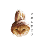 我が家の猫様②きぐるみ萌え（個別スタンプ：8）