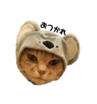 我が家の猫様②きぐるみ萌え（個別スタンプ：10）